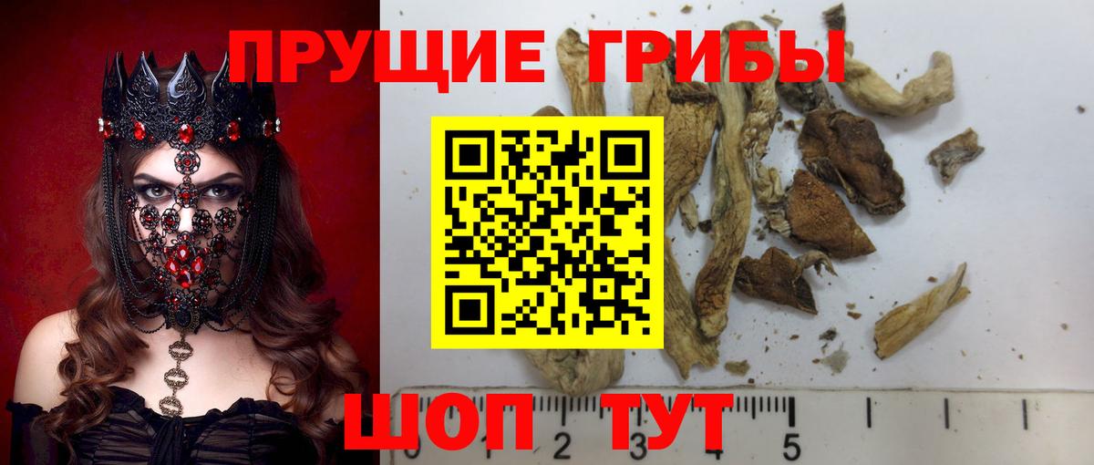 Дербент  Псилоцибиновые грибы Psilocybe  Вход с VPN 